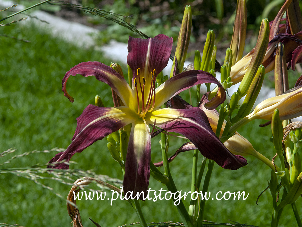 Daylily Charon the Ferryman (Hemerocallis)
40 inches
7 inch, purple with yellow white midribs above large yellow throat 
spider
dipliod
semi evergreen
Bachman 2003